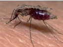 Automédication chez les moustiques
vecteurs de paludisme