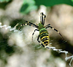 L’amour à mort chez les Argiopes