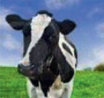 bon lait de Daisy