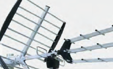 Toilettage de leurs antennes par les insectes