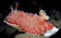 Les amours des nudibranches