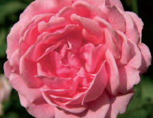 Vieillissement cutané, « Mignonne, allons voir si la rose… »