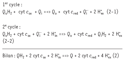 $$ \begin{array}{c}{1}^{{er}}\enspace \mathrm{cycle}\enspace:\\ {\mathrm{Q}}_{\mathrm{o}}{\mathrm{H}}_2+\enspace \mathrm{cyt}\enspace {c}_{\mathrm{ox}}+{\mathrm{Q}}_{\mathrm{i}}\Rightarrow \enspace {\mathrm{Q}}_{\mathrm{o}}+\mathrm{cyt}\enspace {c}_{\mathrm{red}}+{\mathrm{Q}}_{\mathrm{i}}^{-}+2\enspace {\mathrm{H}}_{\mathrm{ex}}^{+}\enspace (2-1)\\ \begin{array}{c}{2}^e\enspace \mathrm{cycle}\enspace:\\ \begin{array}{c}\begin{array}{c}{\mathrm{Q}}_{\mathrm{o}}{\mathrm{H}}_2\\ \begin{array}{c}\enspace \\ (2-2)\end{array}\end{array}+\enspace \mathrm{cyt}\enspace {c}_{\mathrm{ox}}+{\mathrm{Q}}_{\mathrm{i}}^{-}+2\enspace {\mathrm{H}}_{\mathrm{in}}^{+}\Rightarrow {\mathrm{Q}}_{\mathrm{o}}+\mathrm{cyt}\enspace {c}_{\mathrm{red}}+{\mathrm{Q}}_{\mathrm{i}}{\mathrm{H}}_2+2{\mathrm{H}}_{\mathrm{ex}}^{+}\\ \mathrm{Bilan}\enspace:{\mathrm{QH}}_2+2\enspace {cyt}\enspace {c}_{{ox}}+2\enspace {\mathrm{H}}_{\mathrm{in}}^{+}\Rightarrow \mathrm{Q}+2{cyt}\enspace {c}_{{red}}+4{\mathrm{H}}_{{ex}}^{+}\end{array}\end{array}\end{array} $$