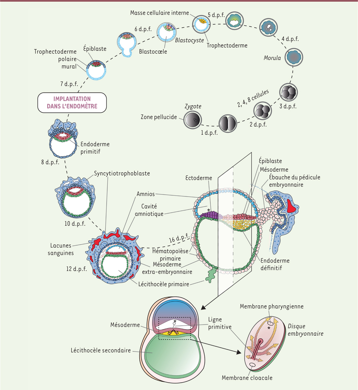Du Nouveau Dans Les Mod les D tude De L embryon Humain M decine sciences Du Nouveau Dans Les Mod les D tude De L embryon Humain M decine sciences