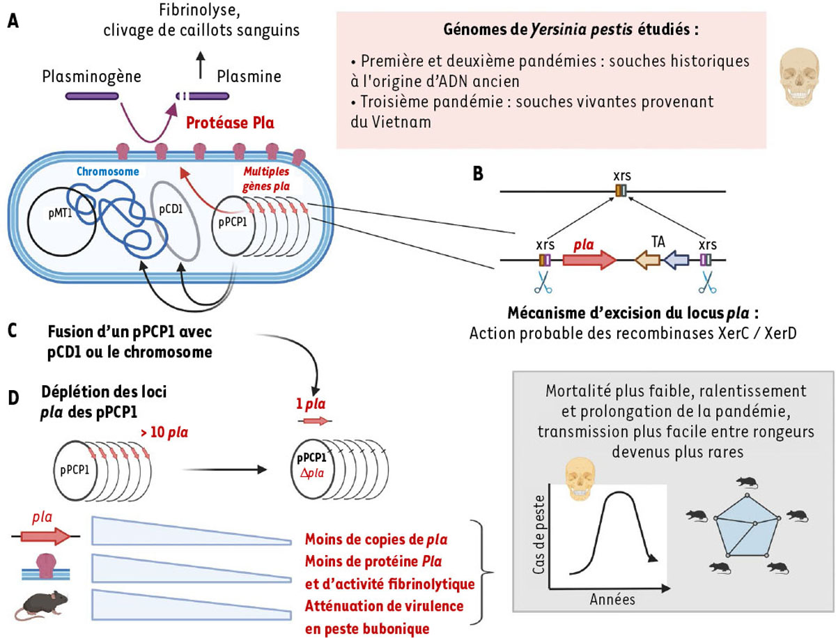 Figure 1. Reportez-vous à la légende suivante et au texte qui l'entoure.