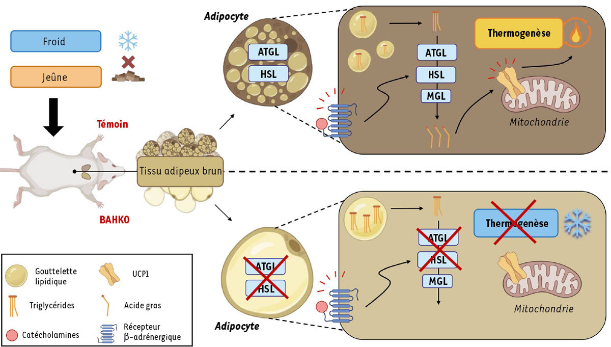 Figure 2. Reportez-vous à la légende suivante et au texte qui l'entoure.