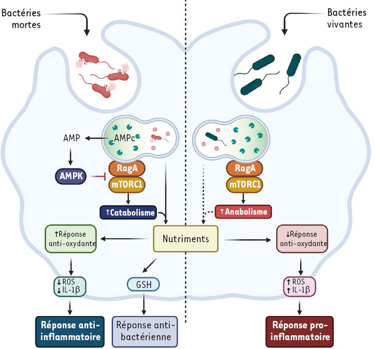 Figure 1. Reportez-vous à la légende suivante et au texte qui l'entoure.