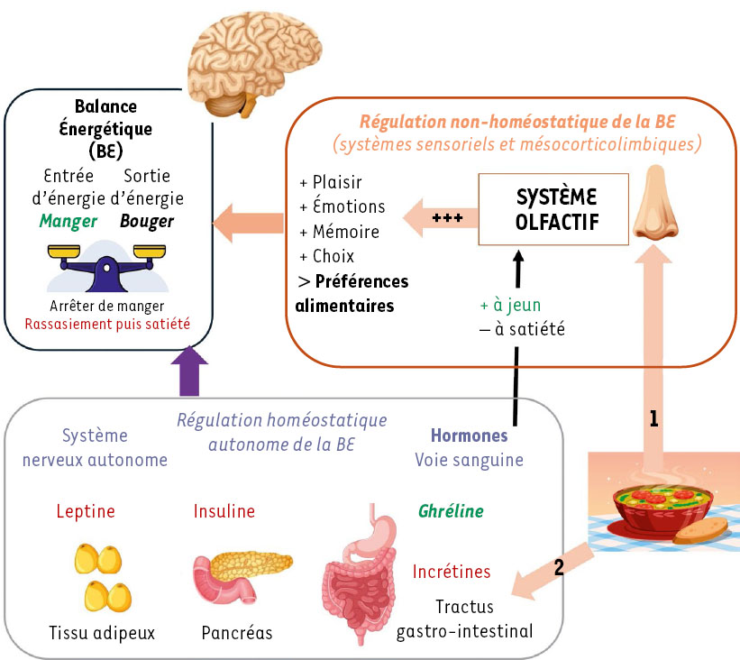 Figure 1 Reportez-vous à la légende suivante et au texte qui l'entoure.
