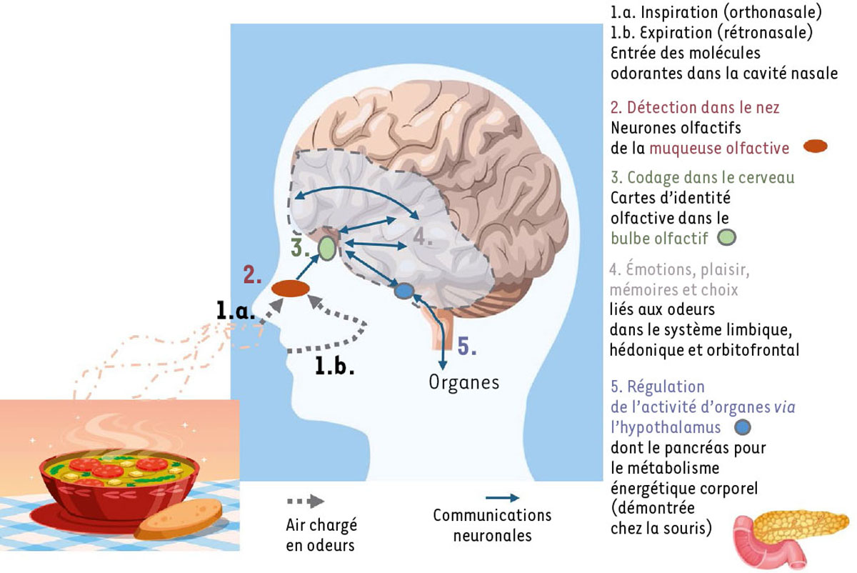 Figure 2 Reportez-vous à la légende suivante et au texte qui l'entoure.