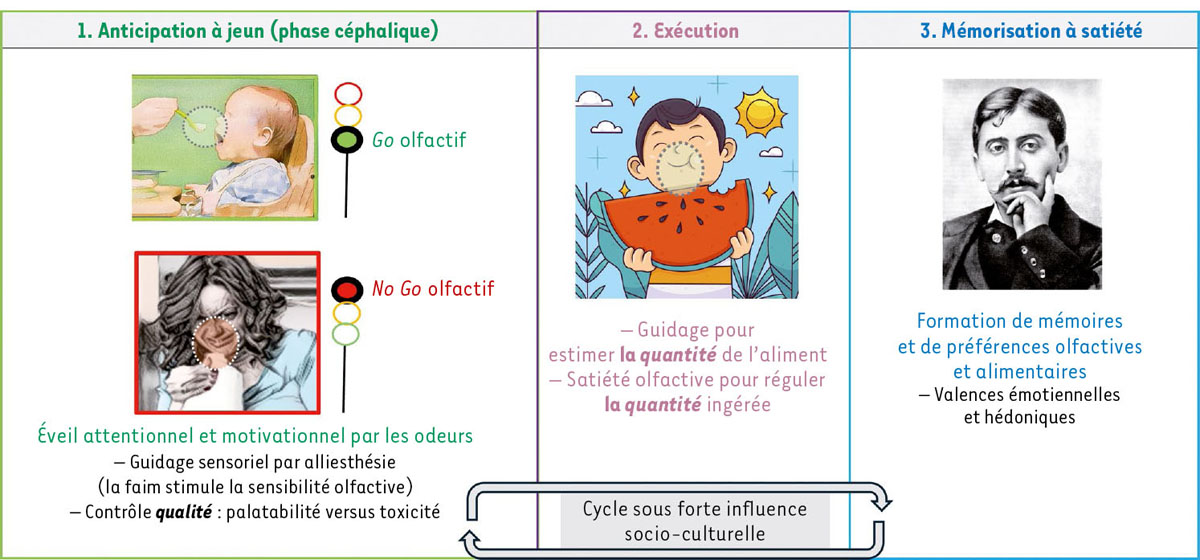 Figure 3 Reportez-vous à la légende suivante et au texte qui l'entoure.