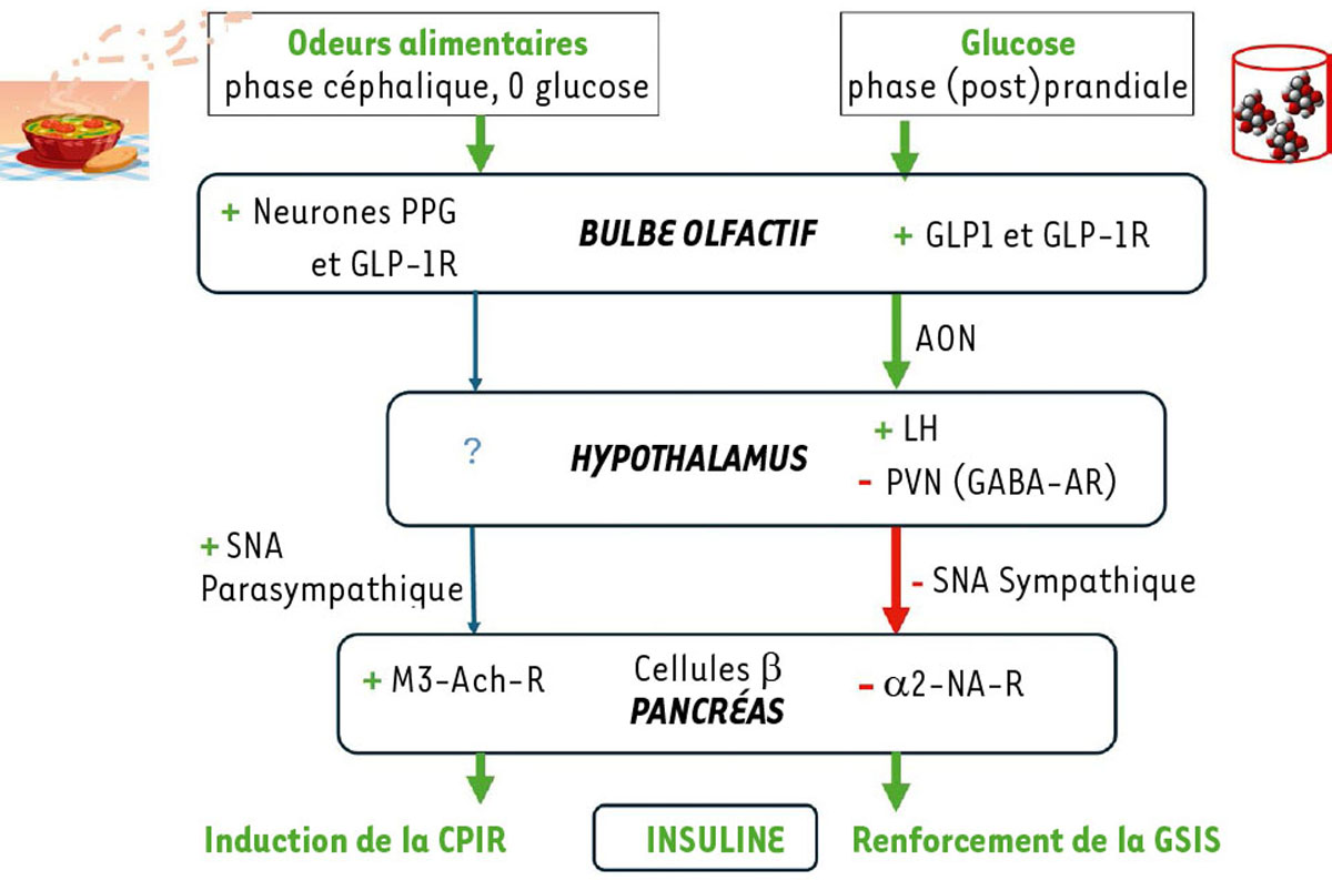 Figure 4 Reportez-vous à la légende suivante et au texte qui l'entoure.