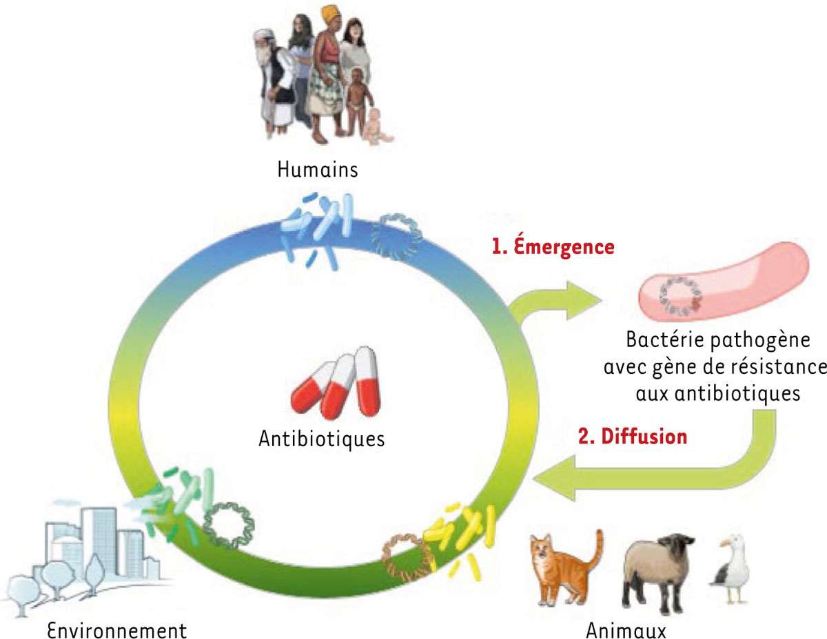 Figure 1 Reportez-vous à la légende suivante et au texte qui l'entoure.