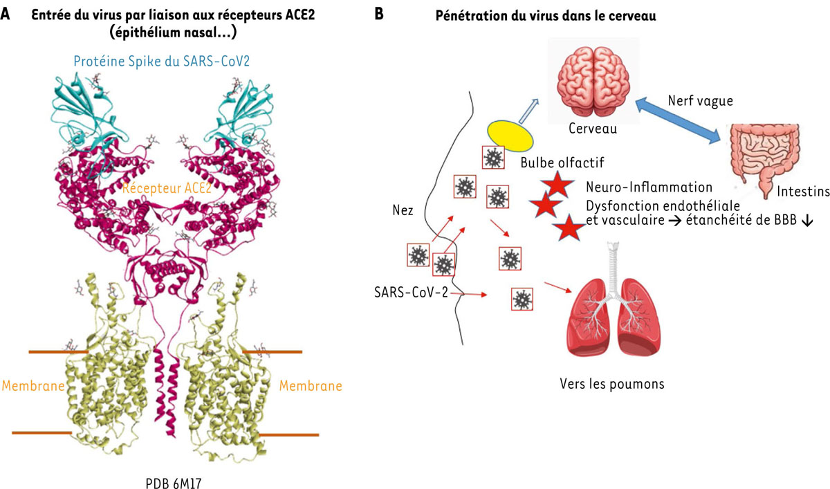 COVID long neurologique, mécanismes envisagés et perspectives ...