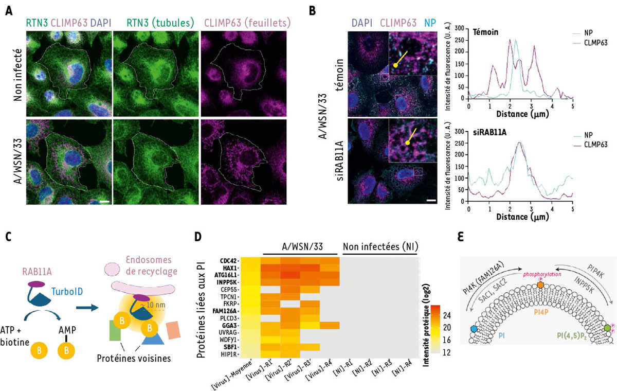 Figure 1 Reportez-vous à la légende suivante et au texte qui l'entoure.