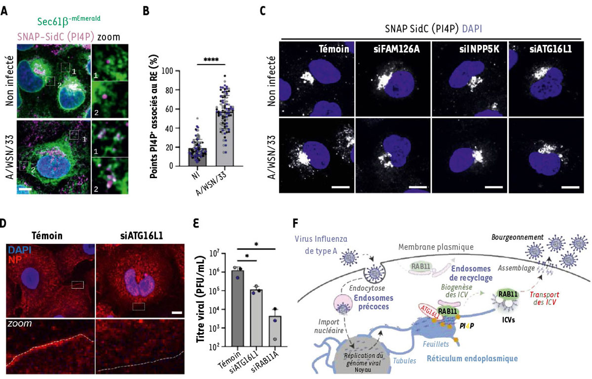 Figure 2 Reportez-vous à la légende suivante et au texte qui l'entoure.