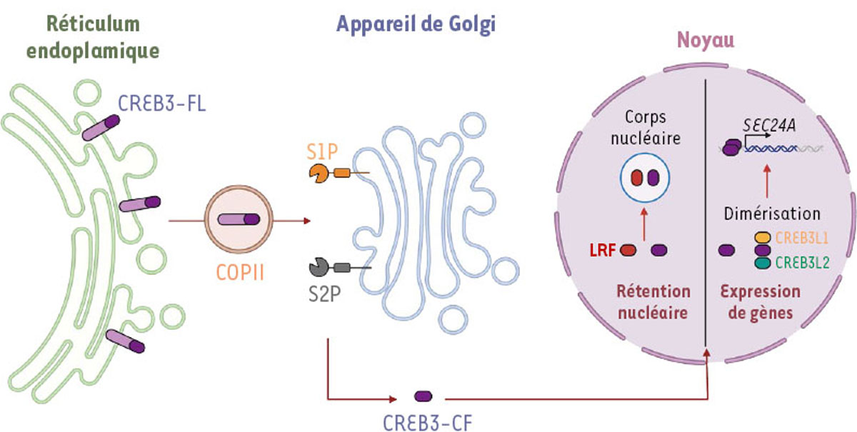Figure 2 Reportez-vous à la légende suivante et au texte qui l'entoure.