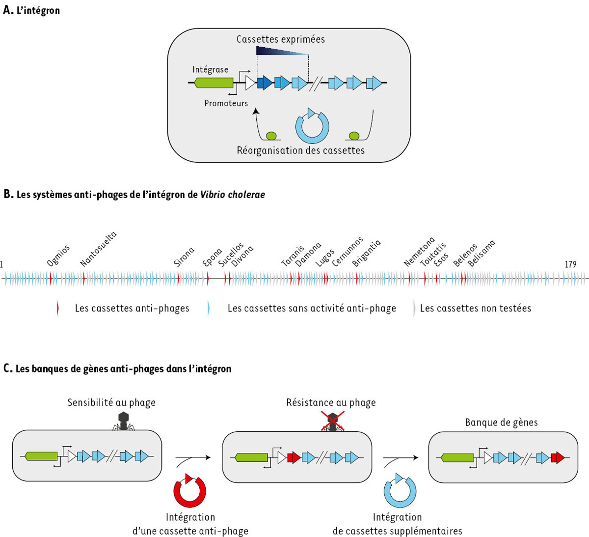 Figure 1 Reportez-vous à la légende suivante et au texte qui l'entoure.