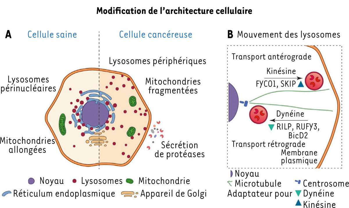 Figure 1 Reportez-vous à la légende suivante et au texte qui l'entoure.