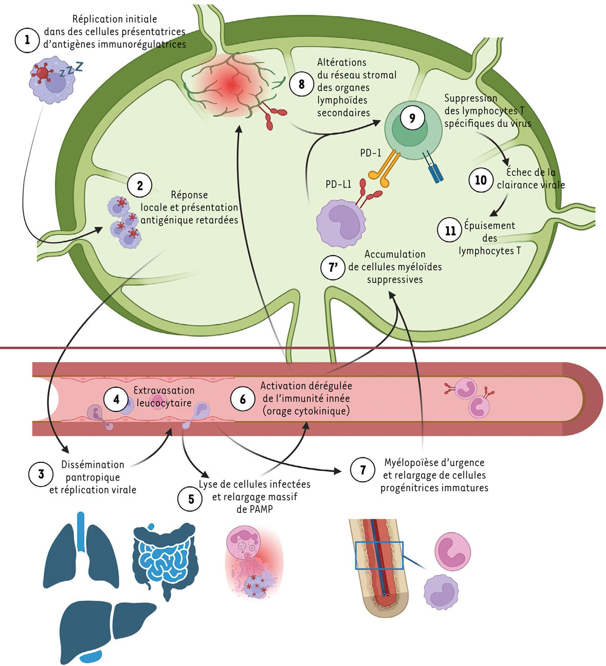 Figure 1 Reportez-vous à la légende suivante et au texte qui l'entoure.