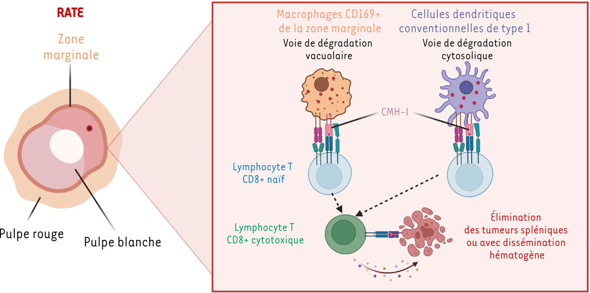 Figure 1 Reportez-vous à la légende suivante et au texte qui l'entoure.
