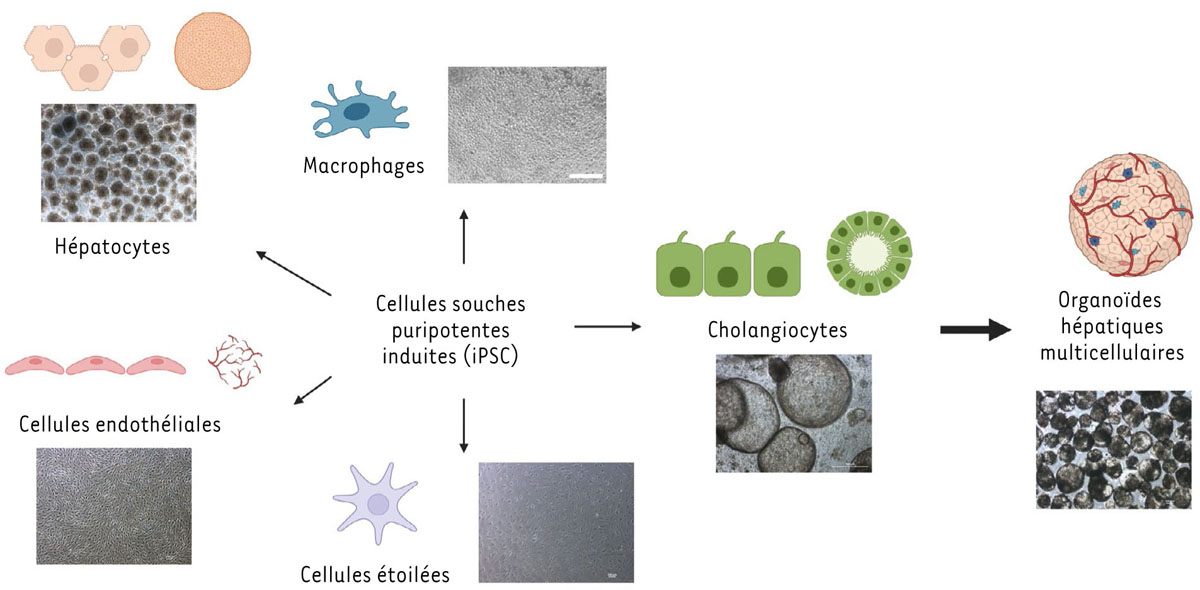 Figure 2 Reportez-vous à la légende suivante et au texte qui l'entoure.