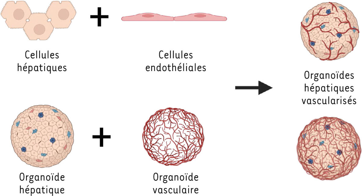 Figure 3 Reportez-vous à la légende suivante et au texte qui l'entoure.