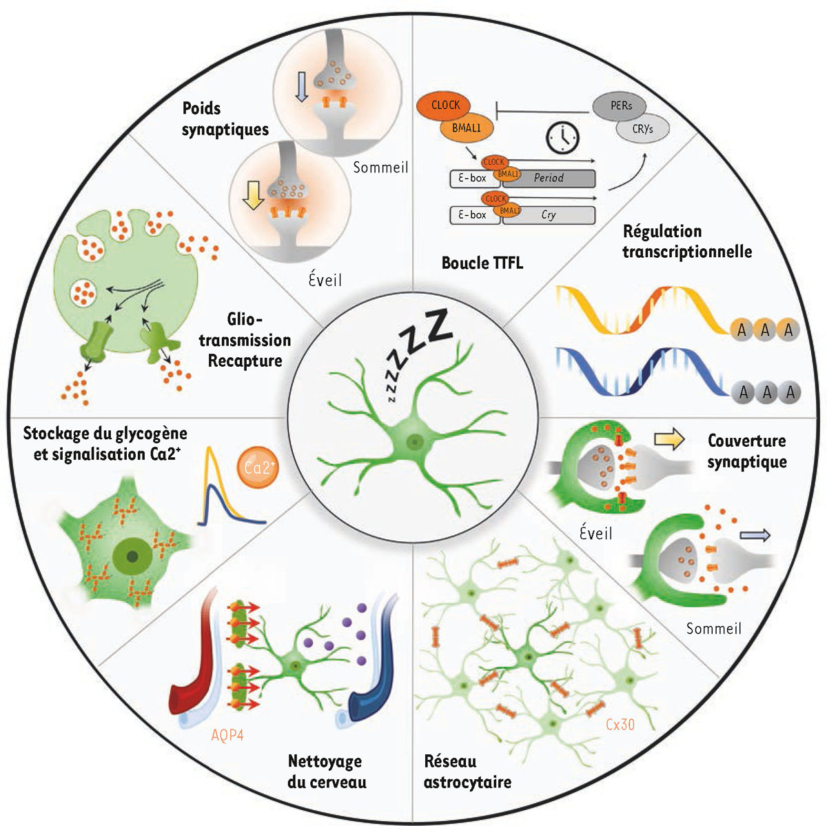 Figure 1 Reportez-vous &agrave; la l&eacute;gende suivante et au texte qui l'entoure.