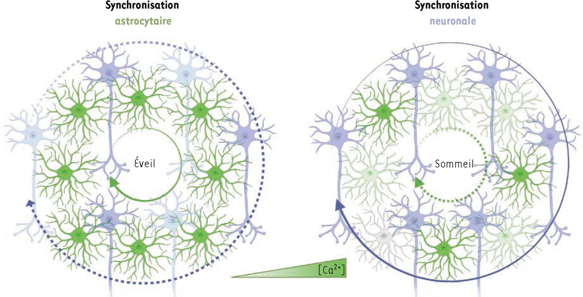 Figure 2 Reportez-vous &agrave; la l&eacute;gende suivante et au texte qui l'entoure.