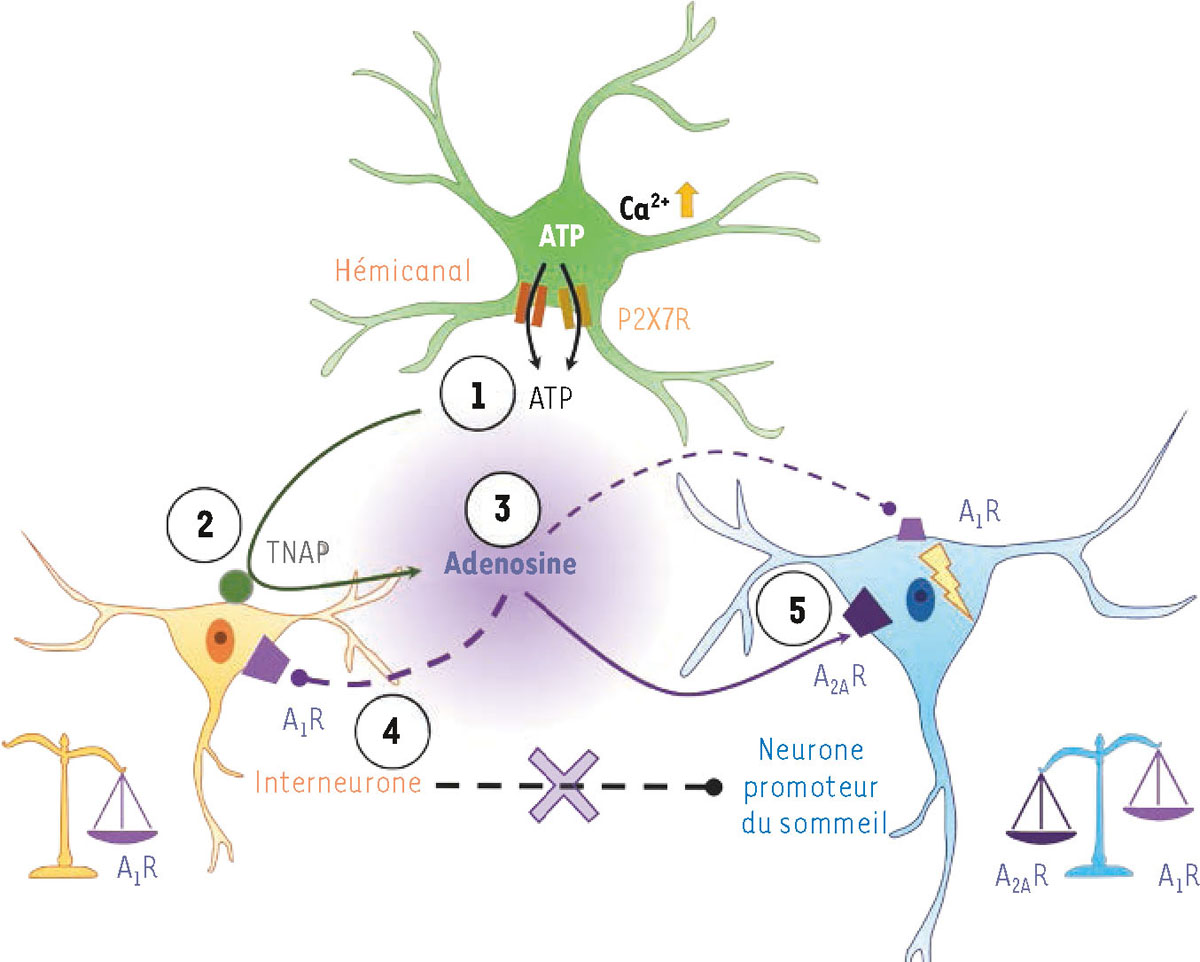 Figure 3 Reportez-vous &agrave; la l&eacute;gende suivante et au texte qui l'entoure.