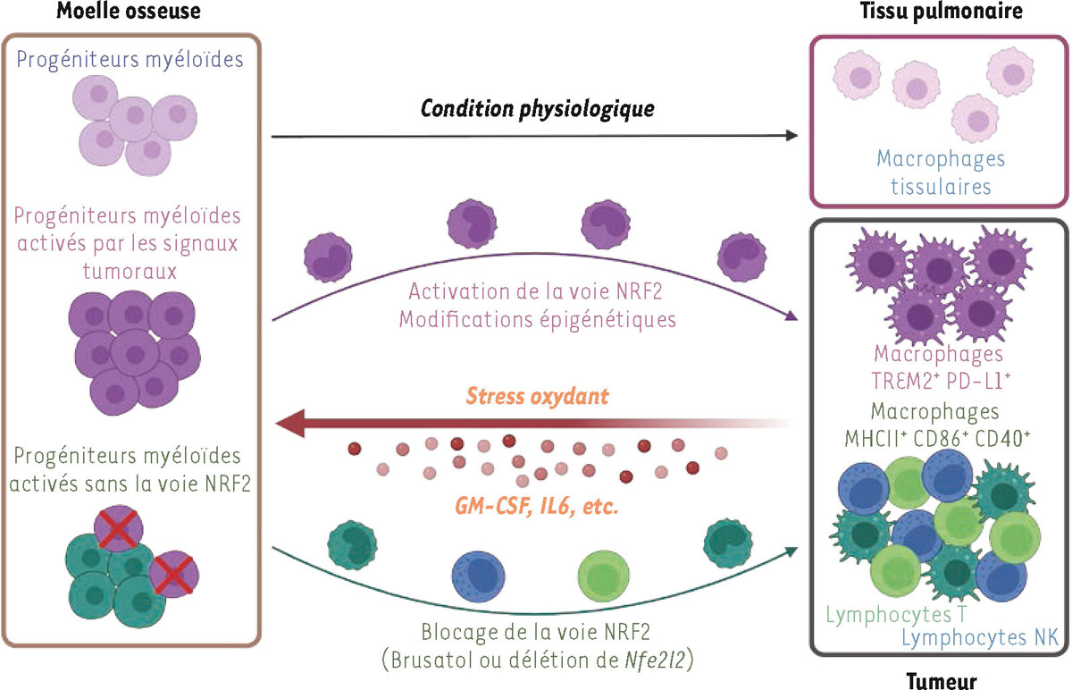 Figure 1 Reportez-vous &agrave; la l&eacute;gende suivante et au texte qui l'entoure.