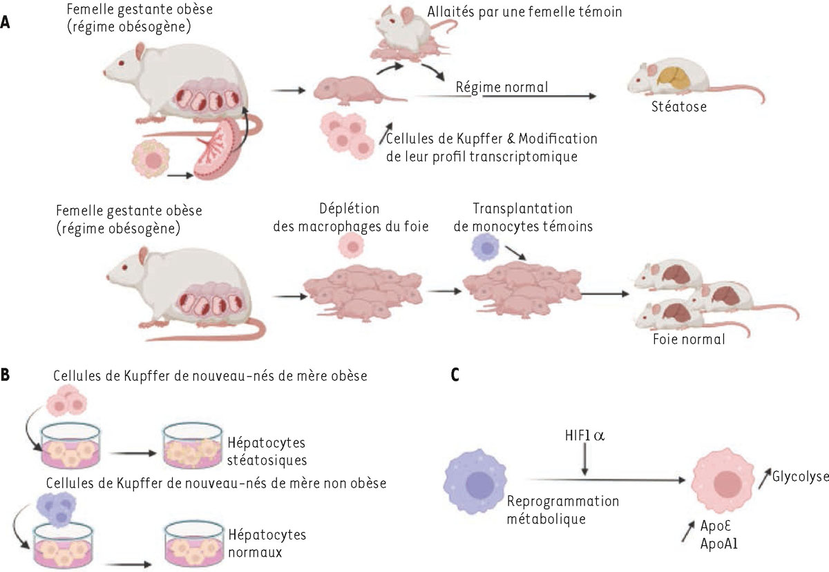 Figure 1 Reportez-vous &agrave; la l&eacute;gende suivante et au texte qui l'entoure.