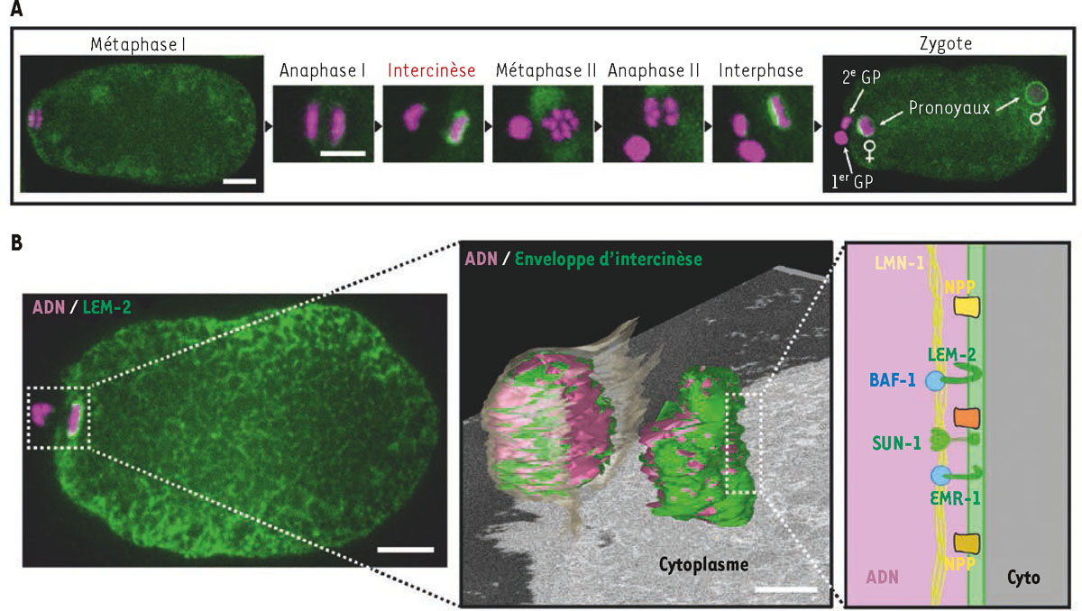 Figure 1 Reportez-vous &agrave; la l&eacute;gende suivante et au texte qui l'entoure.