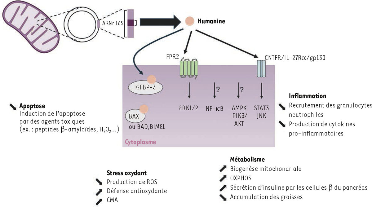 Figure 1 Reportez-vous &agrave; la l&eacute;gende suivante et au texte qui l'entoure.