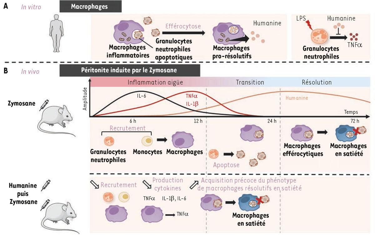 Figure 2 Reportez-vous &agrave; la l&eacute;gende suivante et au texte qui l'entoure.