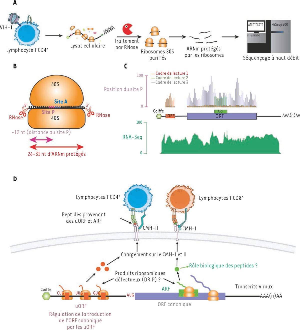Figure 1 Reportez-vous &agrave; la l&eacute;gende suivante et au texte qui l'entoure.