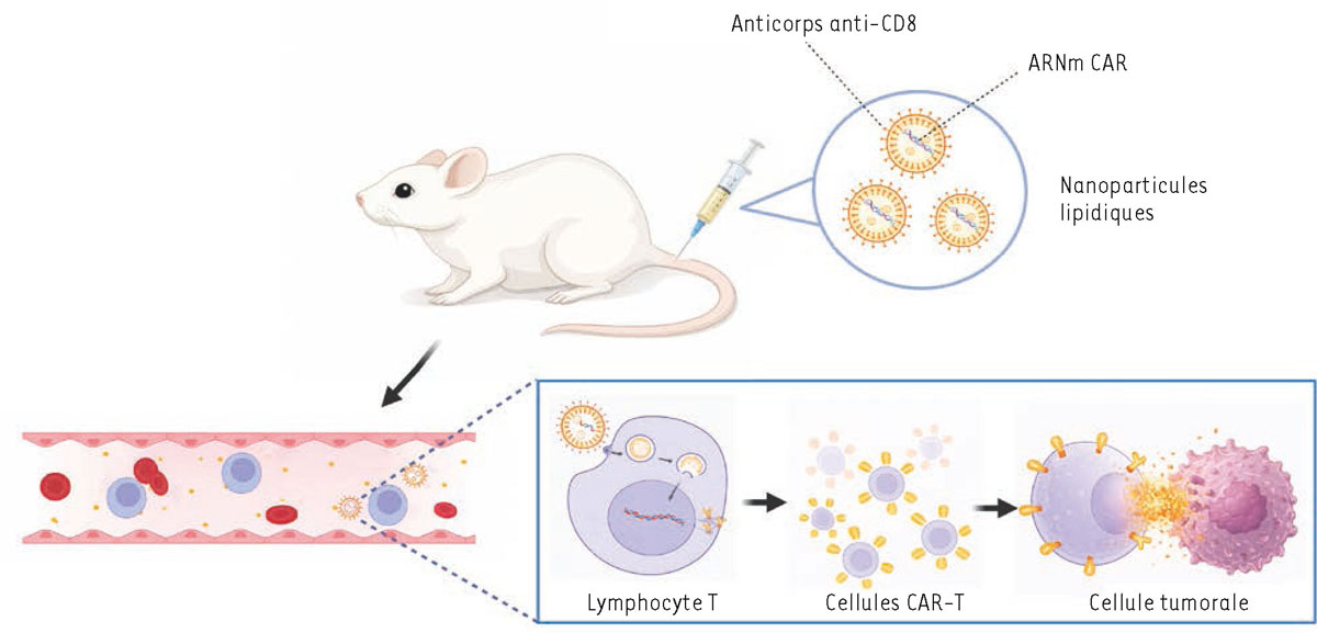 Figure 1 Reportez-vous &agrave; la l&eacute;gende suivante et au texte qui l'entoure.