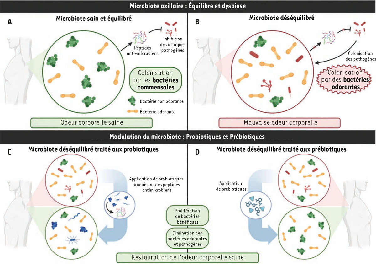 Figure 1 Reportez-vous &agrave; la l&eacute;gende suivante et au texte qui l'entoure.