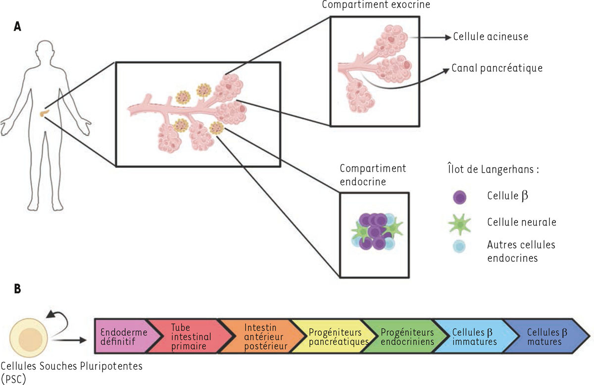 Figure 1 Reportez-vous &agrave; la l&eacute;gende suivante et au texte qui l'entoure.