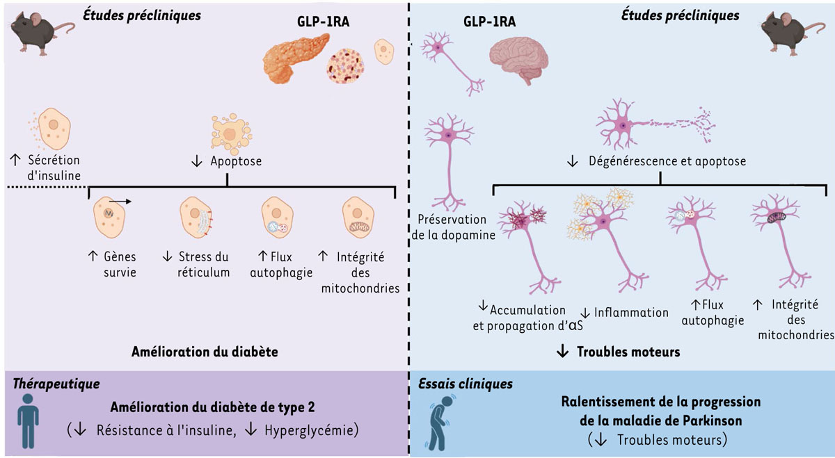 Figure 3 Reportez-vous à la légende suivante et au texte qui l'entoure.