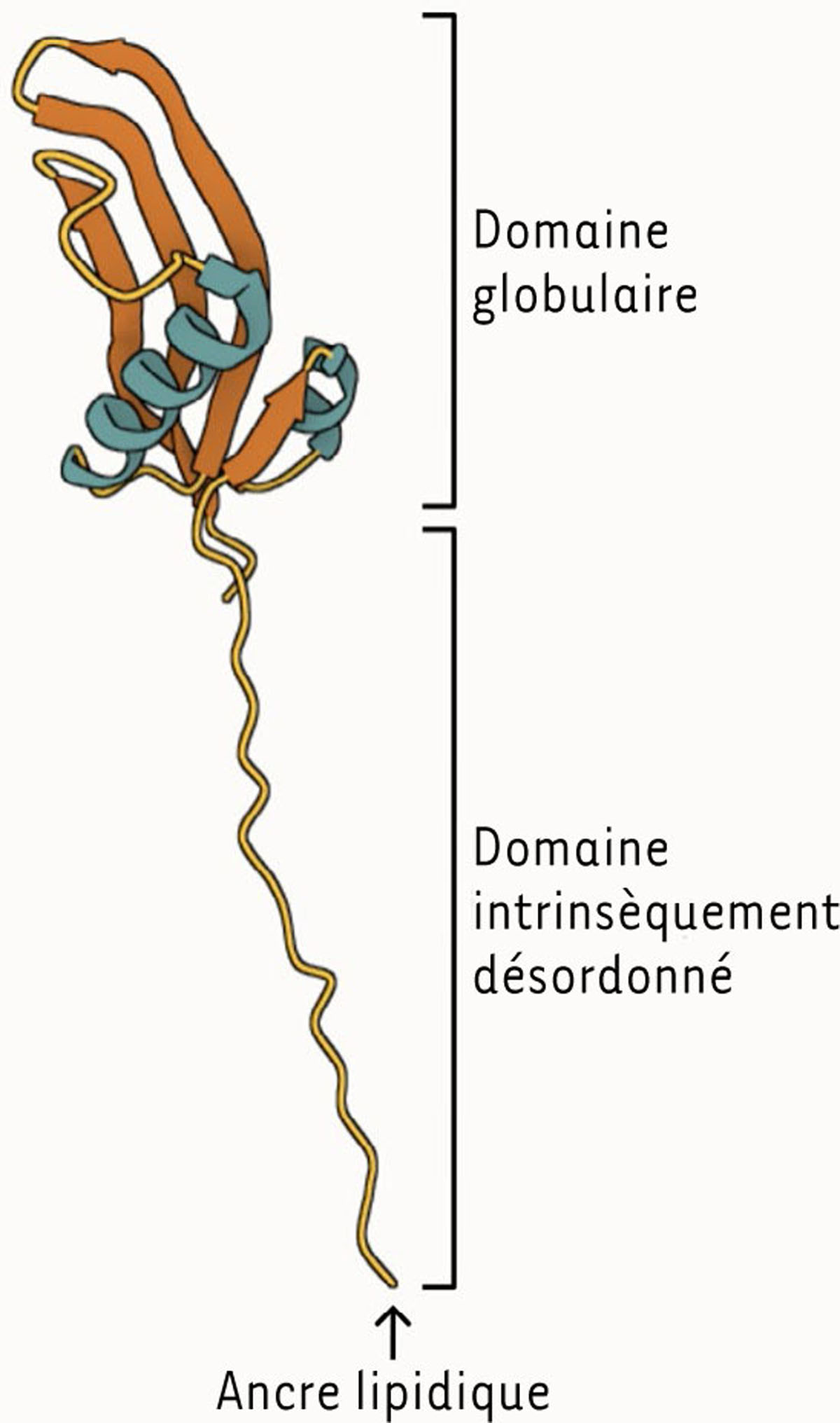 Figure 2 Reportez-vous à la légende suivante et au texte qui l'entoure.