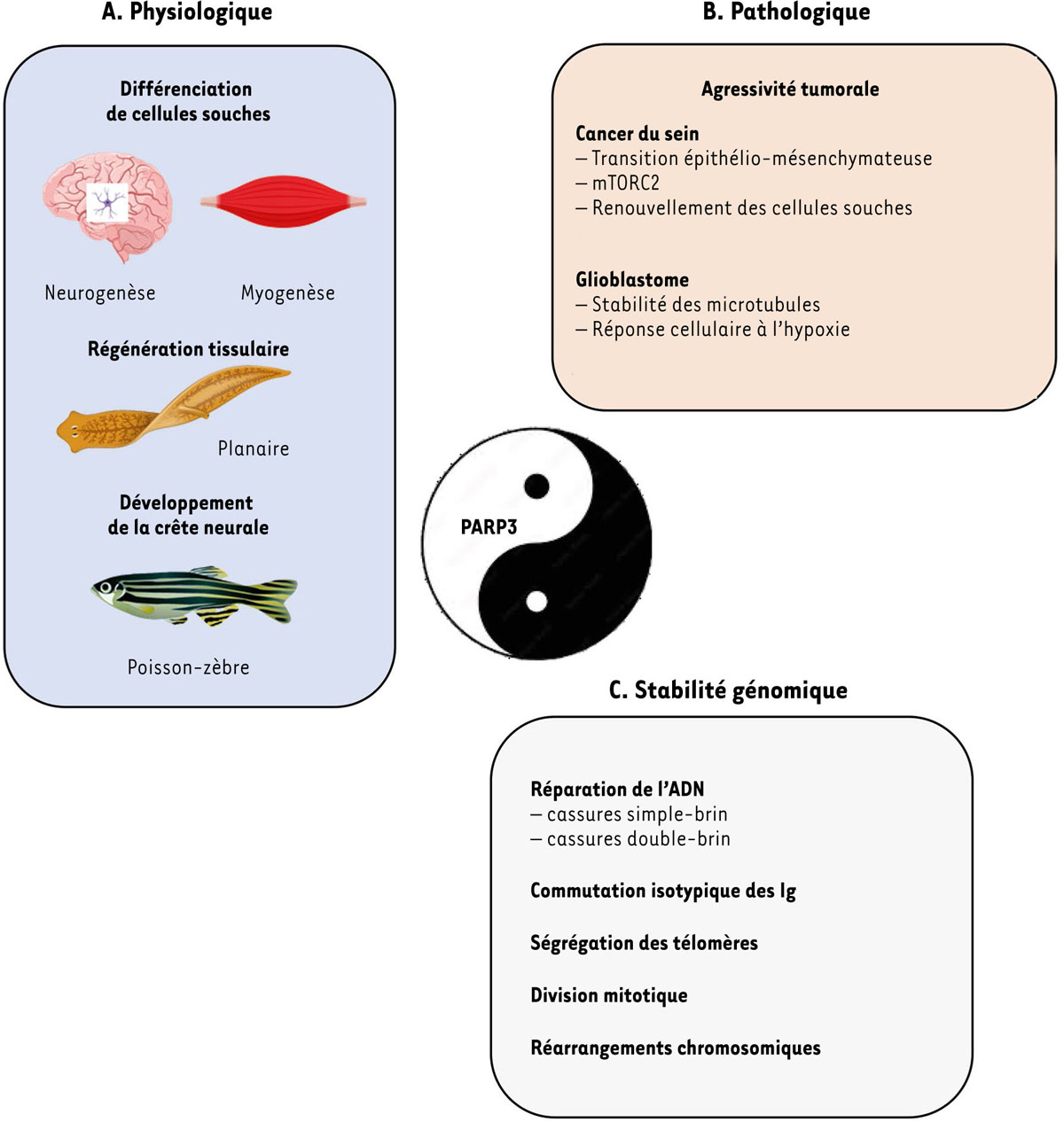 Figure 2 Reportez-vous à la légende suivante et au texte qui l'entoure.