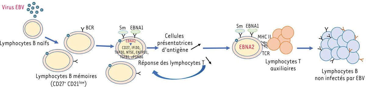 Figure 1 Reportez-vous à la légende suivante et au texte qui l'entoure.