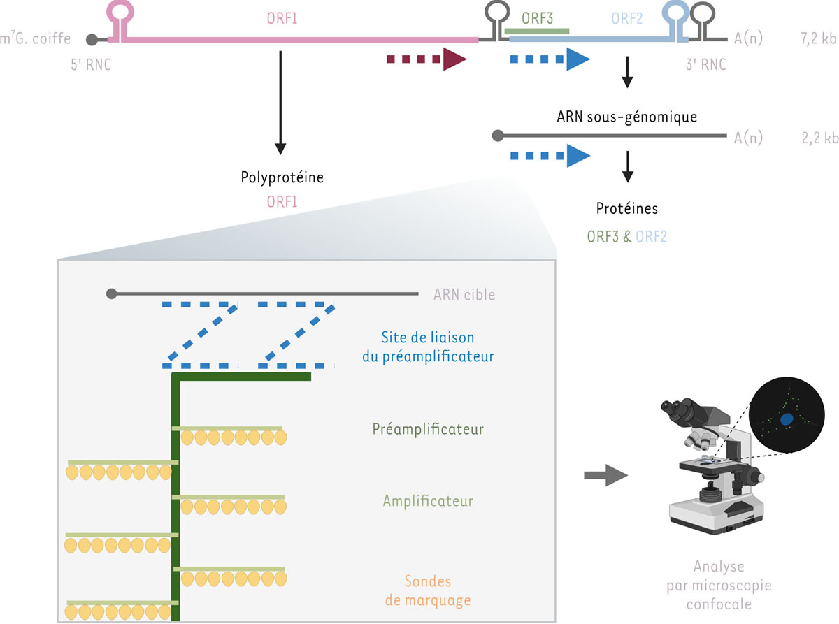Figure 2 Reportez-vous à la légende suivante et au texte qui l'entoure.