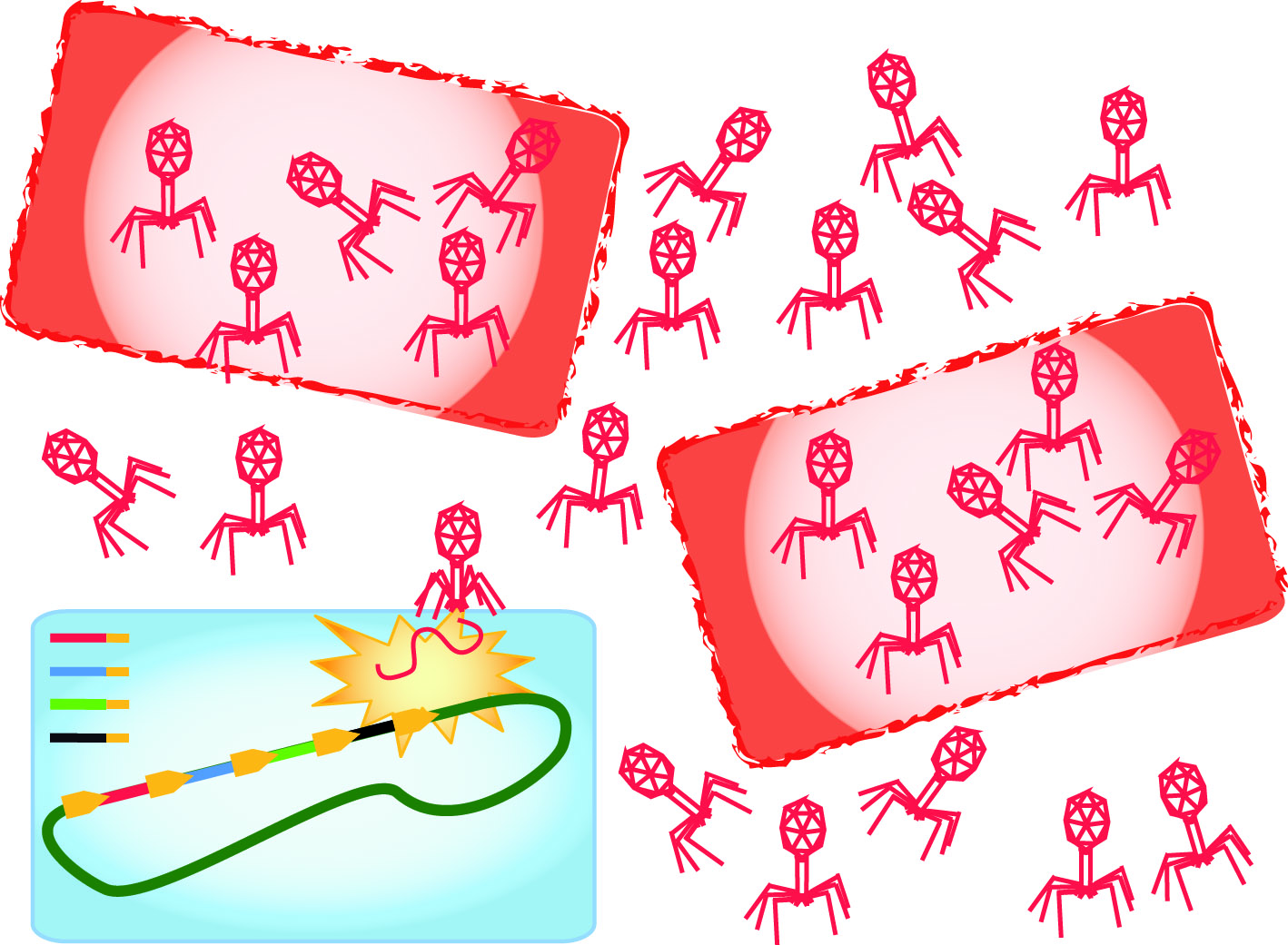 Graphical abstract