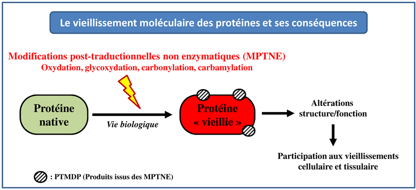 Graphical abstract