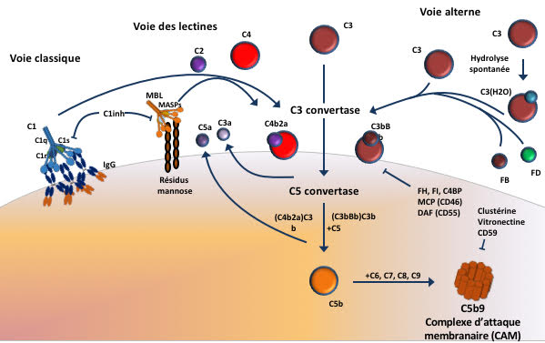 Résumé en images