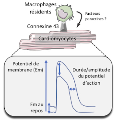 Graphical abstract