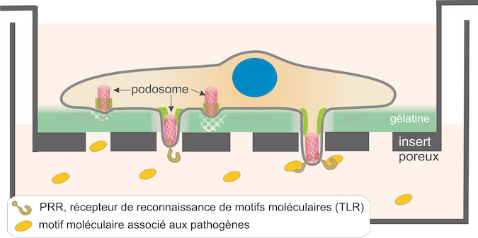 Graphical abstract