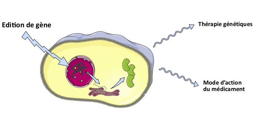 Graphical abstract