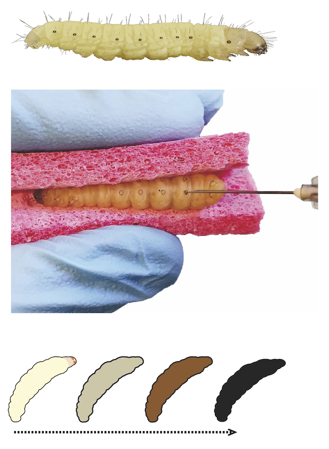 Graphical abstract